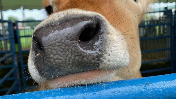 Worcester County Fair returns to John Walter Smith Park in Snow Hill August 8 – 10, 2025