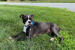 Dog laying down in hot weather