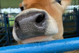 Worcester County Fair returns to John Walter Smith Park in Snow Hill August 8 – 10, 2025